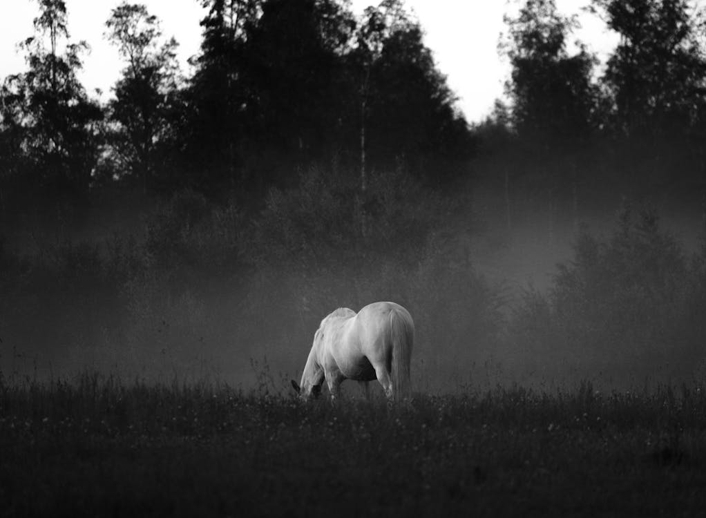 Základová fotografie zdarma na téma černobílý, hřiště, kůň