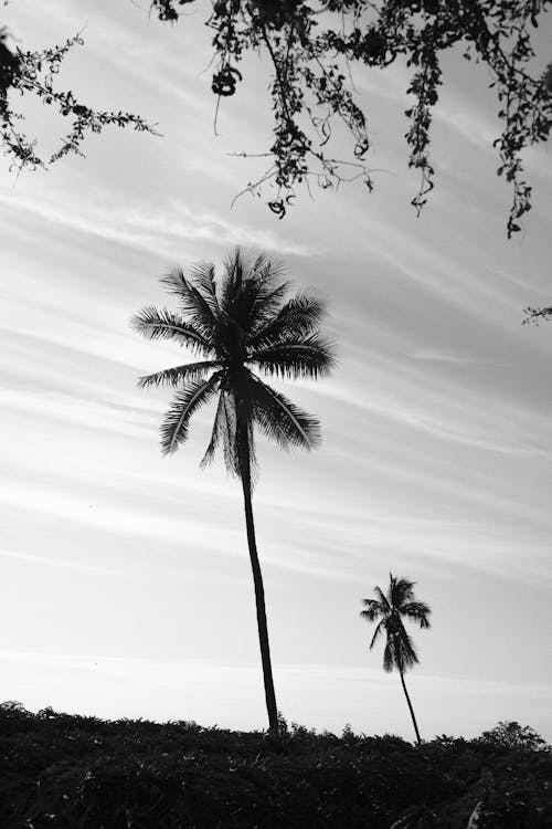Black and white photograph of two palm trees