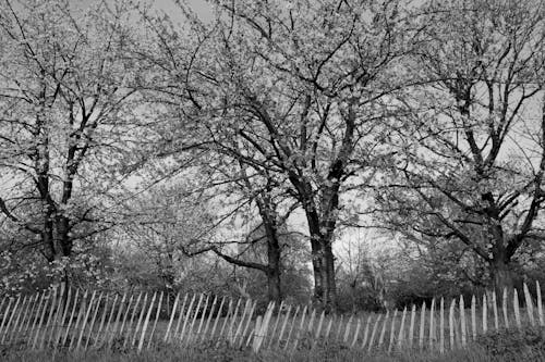 Lente in de boomgaard