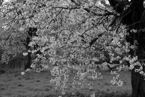 Foto profissional grátis de ao ar livre, árvore, cereja