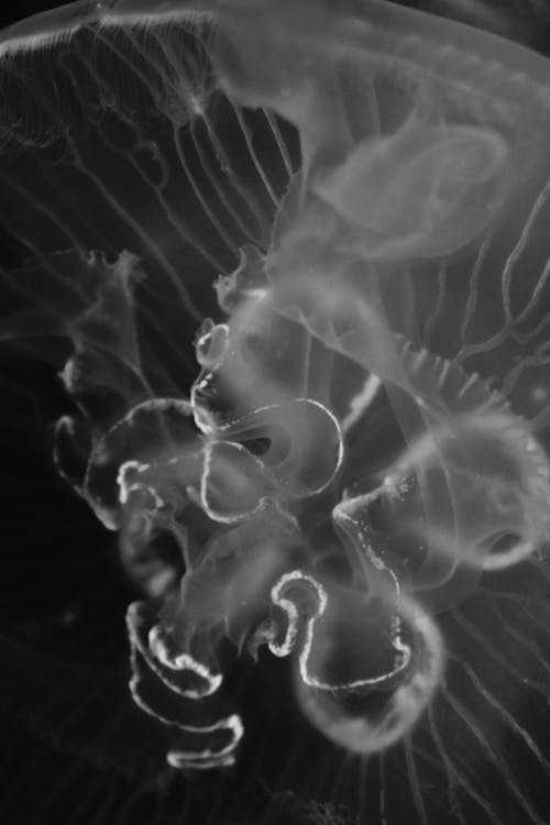 Бесплатное стоковое фото с абстрактный, Биология, волна