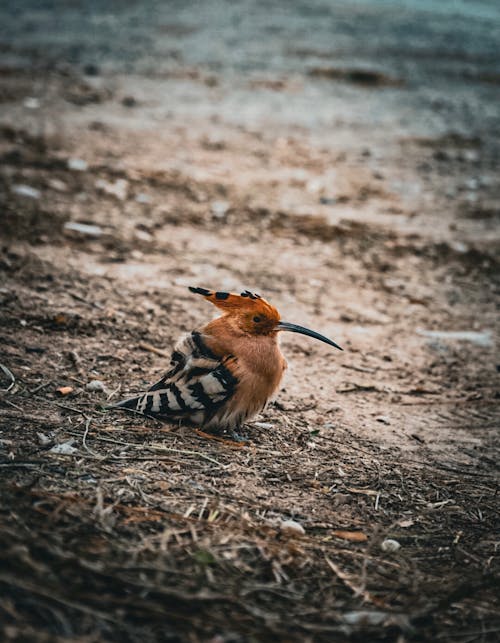 Foto profissional grátis de animais selvagens, ave, de pé