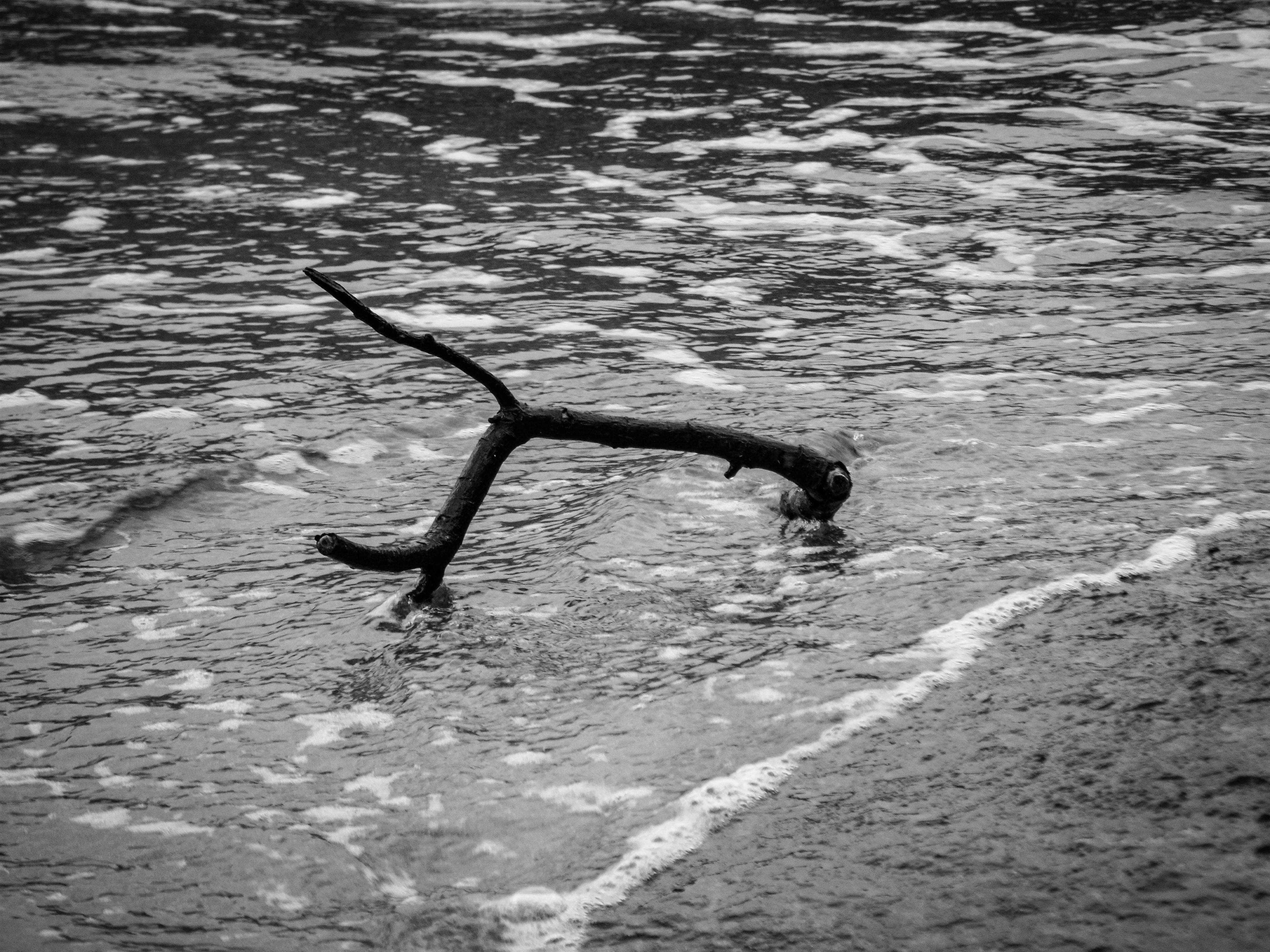 Artistic capture of driftwood on the coast of Mangaratiba, Brazil in black and white.