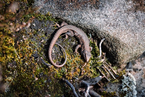 A lizard on the rocks in the forest