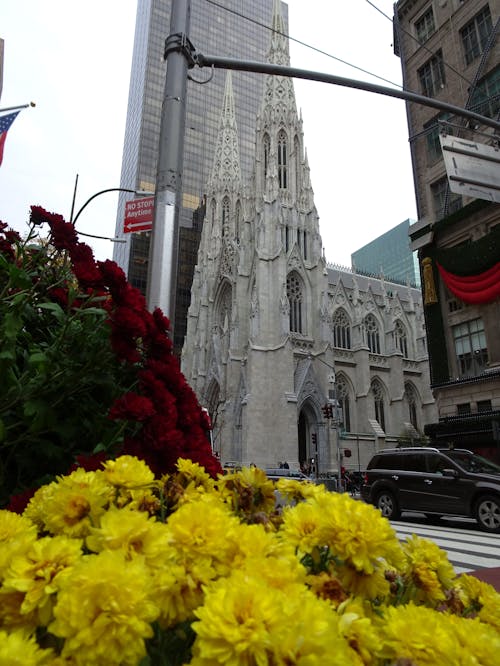 Photos gratuites de cathédrale saint-patrick, église, new york