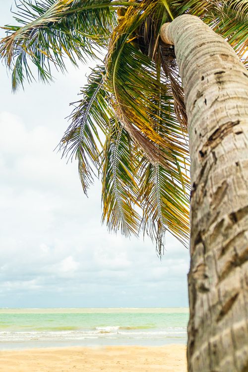 Free Palm tree on a sandy beach with the ocean in the background under a bright sky, perfect for summer vibes. Stock Photo