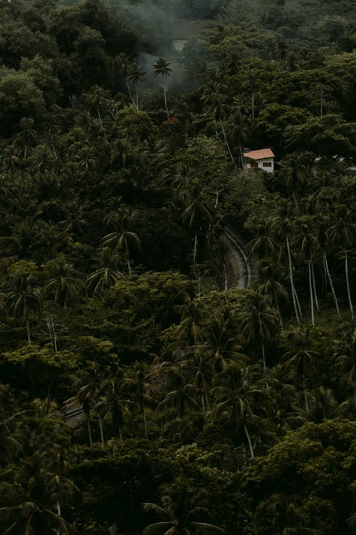 ドローン撮影, トロピカル, ヤシの木の無料の写真素材