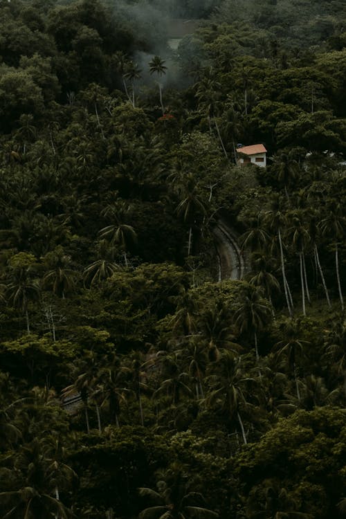 Fotos de stock gratuitas de arboles, foto con dron, naturaleza