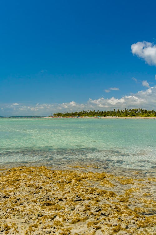 바다, 수직 쐈어, 여름의 무료 스톡 사진