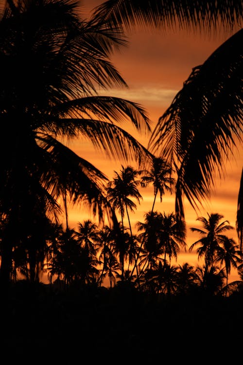 Základová fotografie zdarma na téma kokosový ořech, krajina, léto
