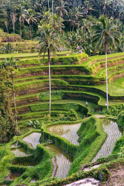 The terraces of ubud, bali, indonesia