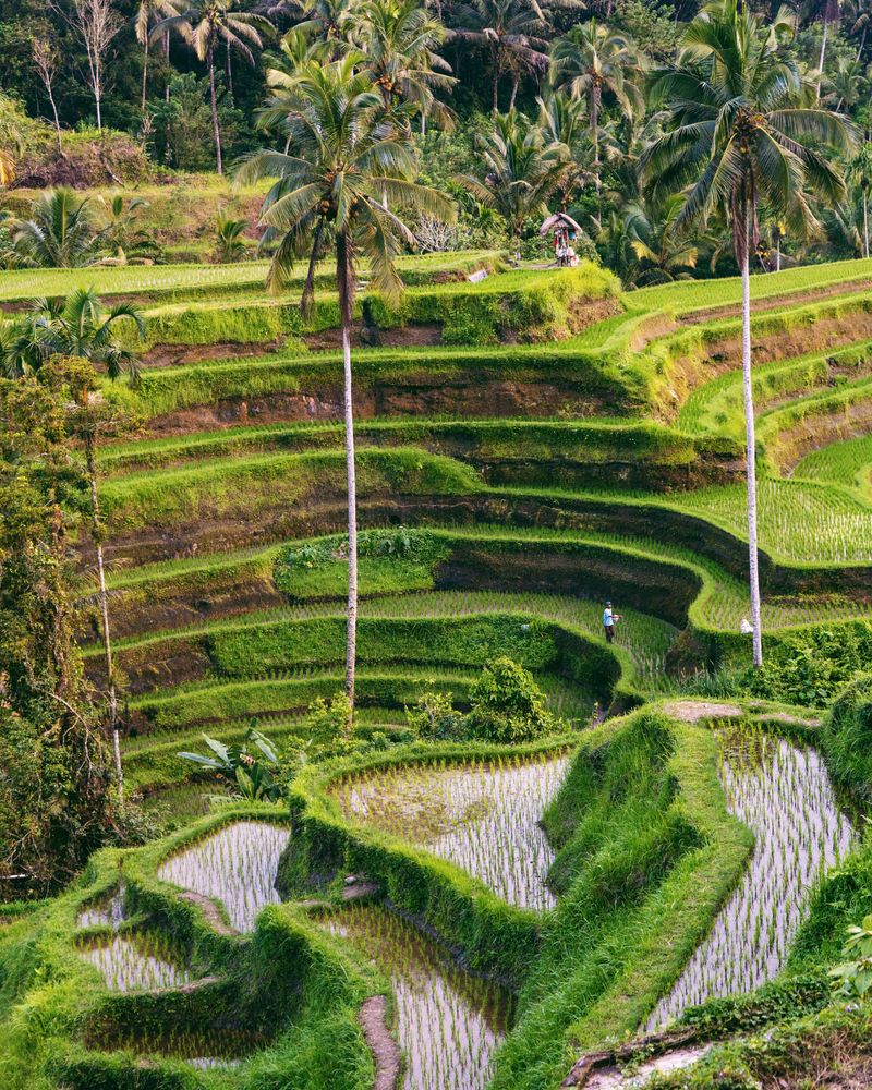 Terraced green rice paddies on a hillside in Bali, Indonesia