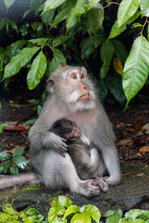 A monkey holding a baby in its arms