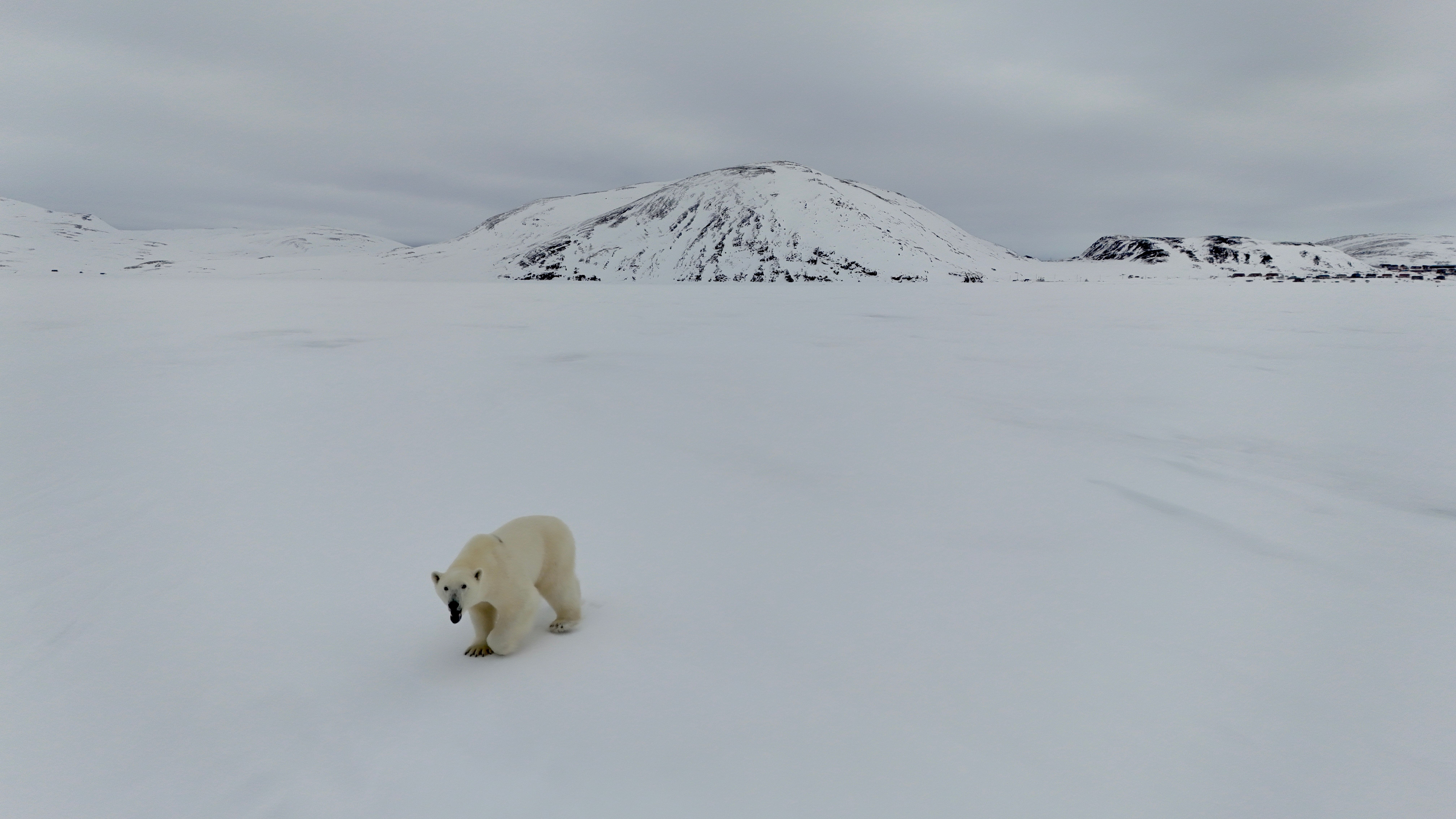 Comprendre l'impact des changements climatiques sur les animaux