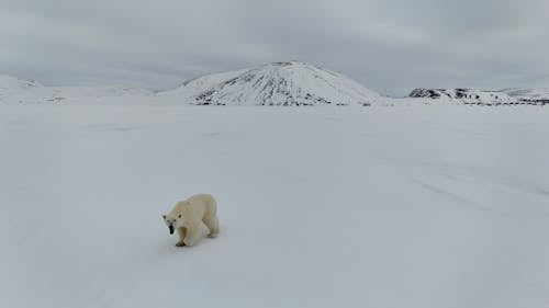 Foto d'estoc gratuïta de caminant, camp, clima polar