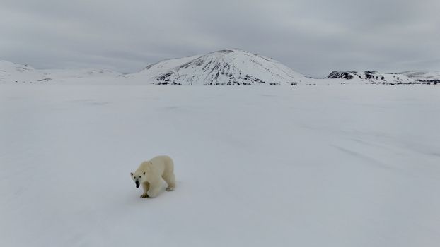 Polar bear tundra buggy (Oct–Nov) — Churchill