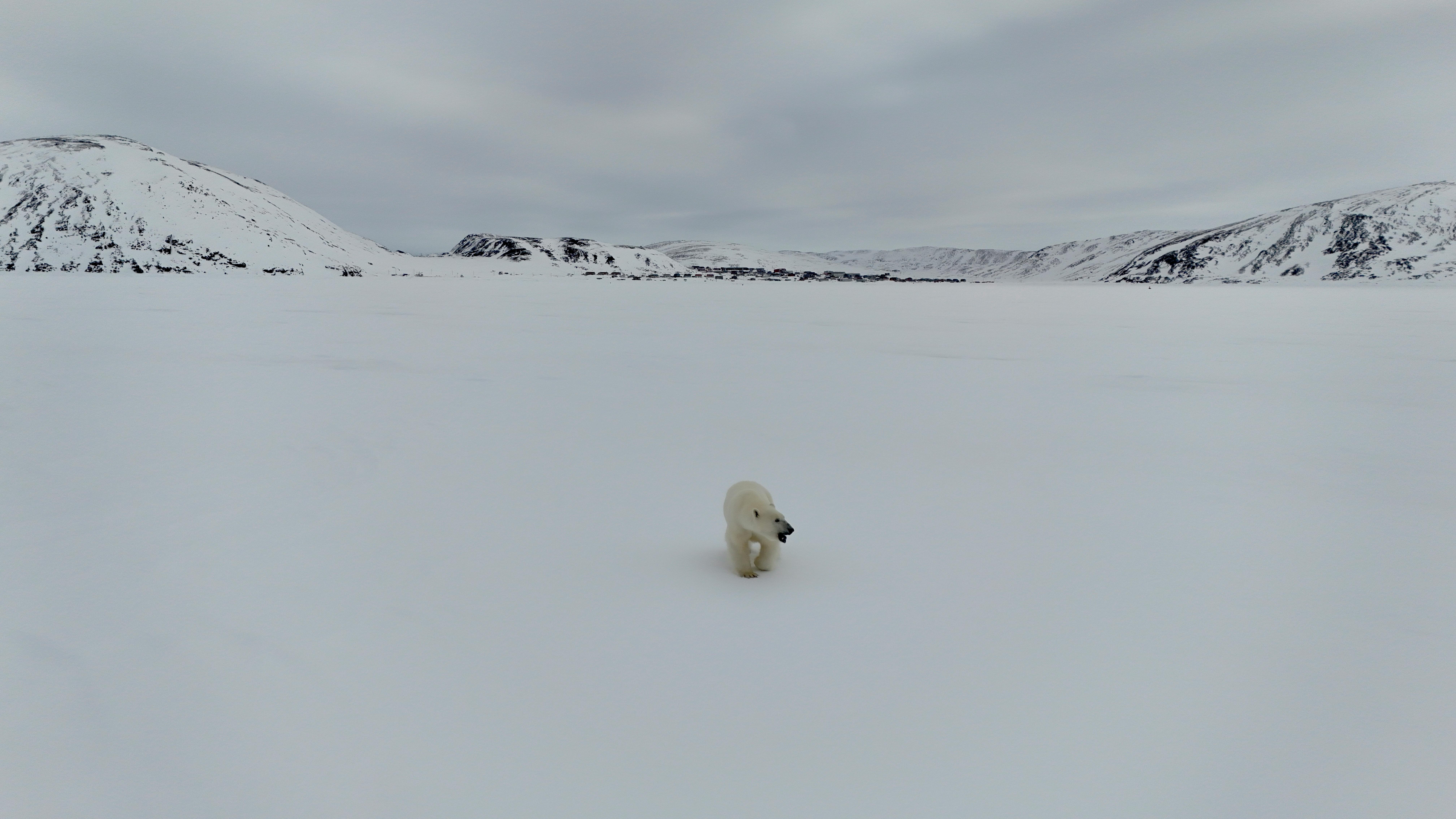 Lone polar bear in snowy Arctic landscape showcasing cold wilderness.
