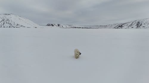 冷, 動物攝影, 北極熊 的 免費圖庫相片