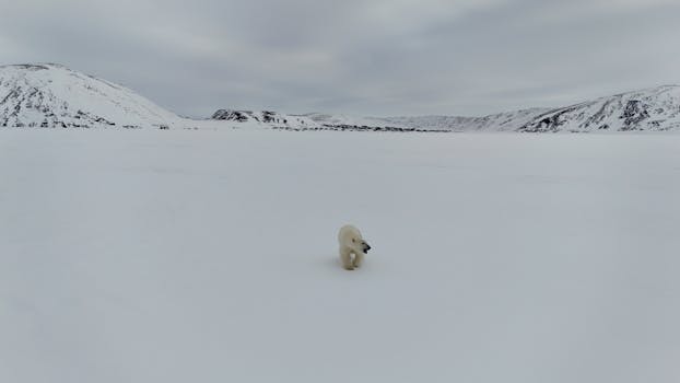 Lone polar bear in snowy Arctic landscape showcasing cold wilderness.