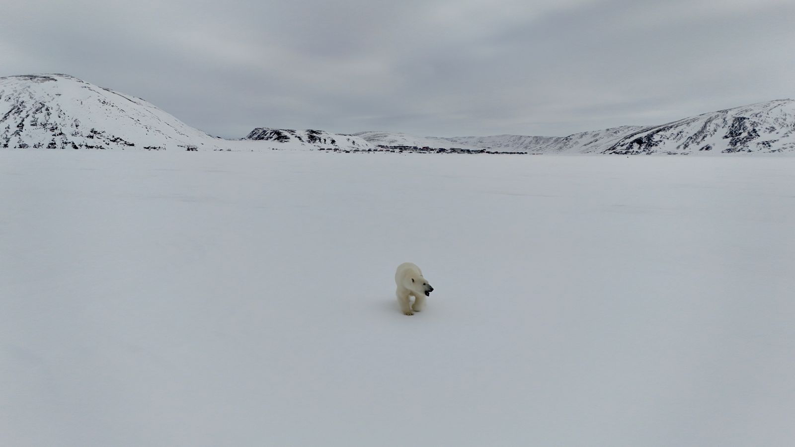 Polar Bear Photos, Download The BEST Free Polar Bear Stock Photos & HD ...