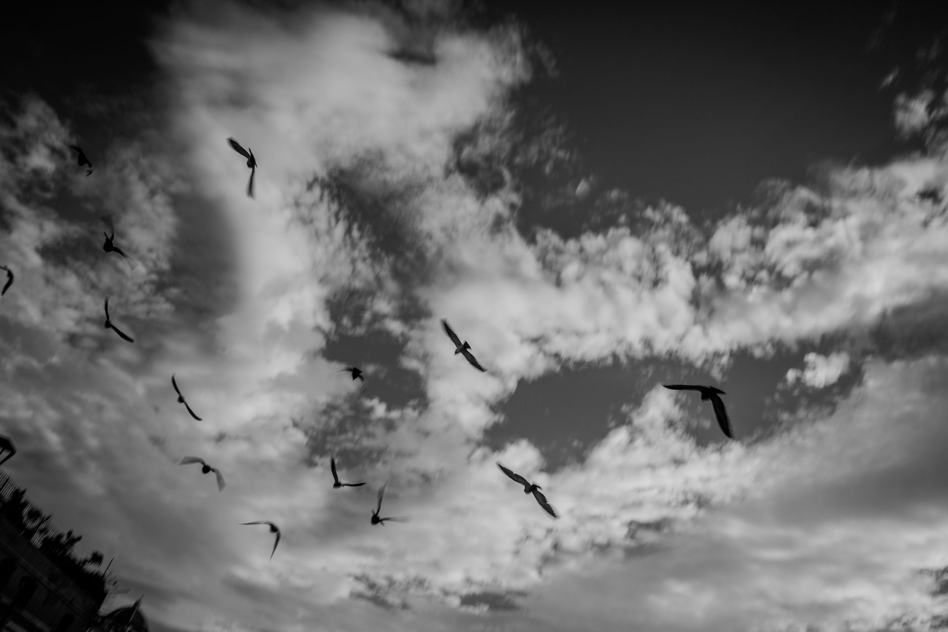 Dramatic black and white photo of seagulls flying across a cloudy sky, emphasizing freedom.
