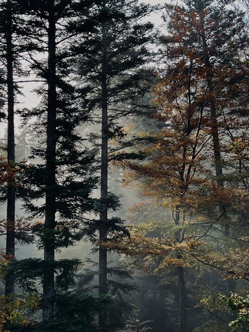 Foto profissional grátis de árvores, coníferas, floresta
