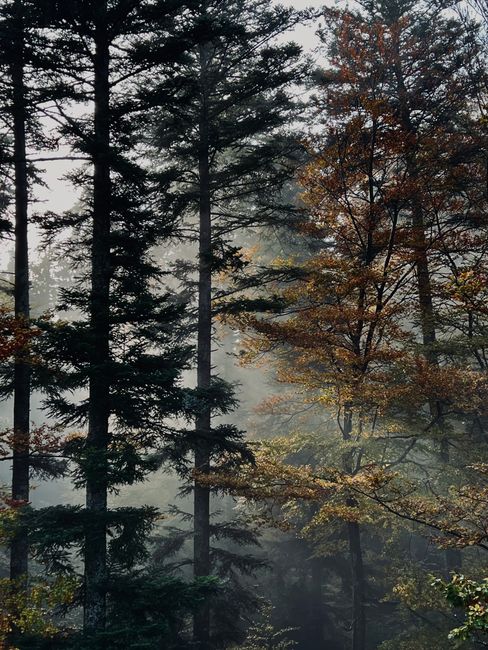 Tranquil misty morning in a dense coniferous forest in Bad Wildbad, Germany.