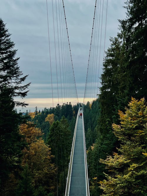 Gratis stockfoto met Bos, loopbrug, loopbruggen