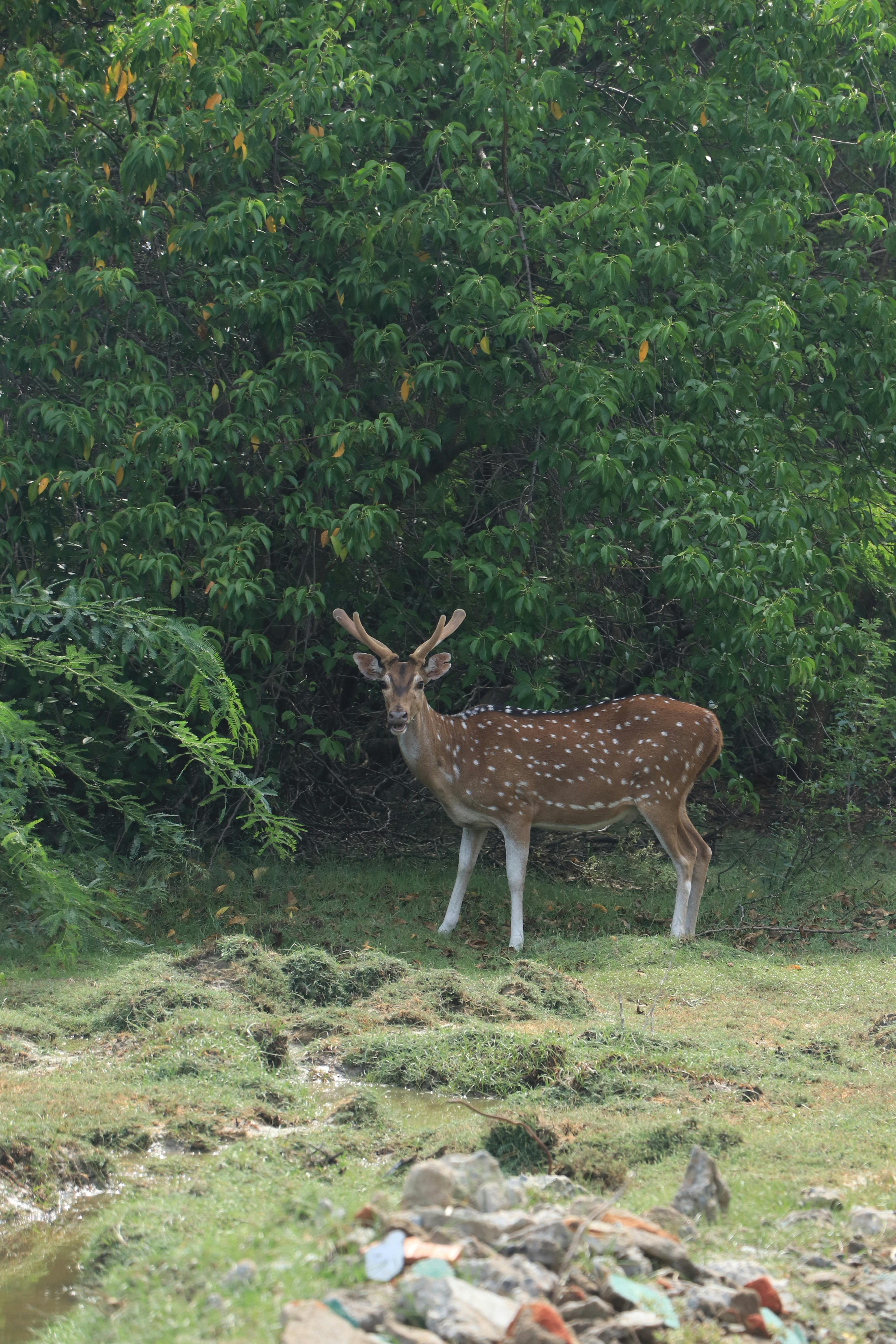 grátis Foto profissional grátis de animais selvagens, animal, animal selvagem Foto profissional