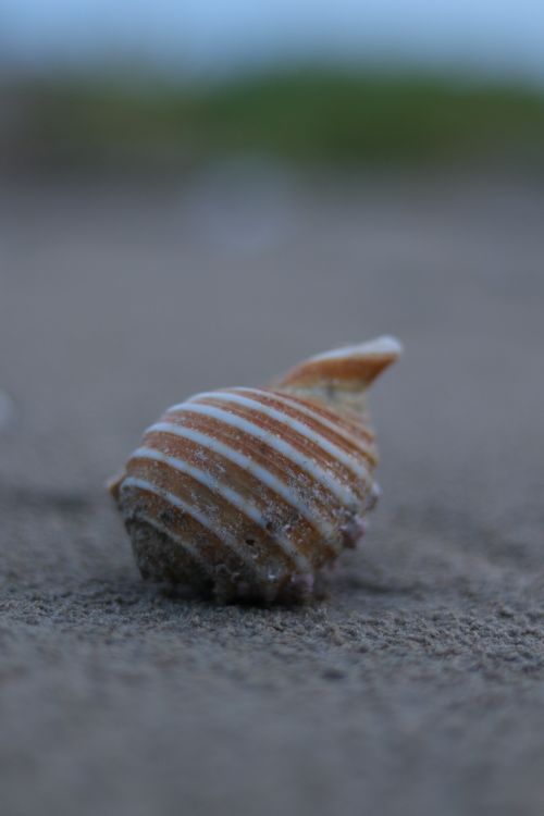 Free A detailed close-up of a spiral seashell resting on a sandy beach. Stock Photo