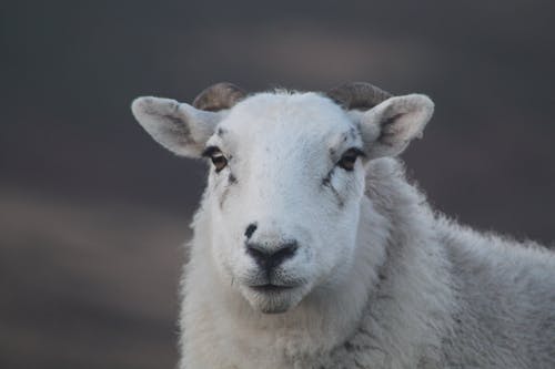 Close-up Photography of White Ram