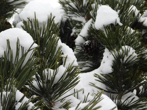 Gratis arkivbilde med snø