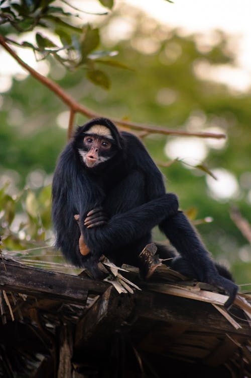 Δωρεάν στοκ φωτογραφιών με ateles marginatus, απειλούμενα είδη, αράχνη μαϊμού