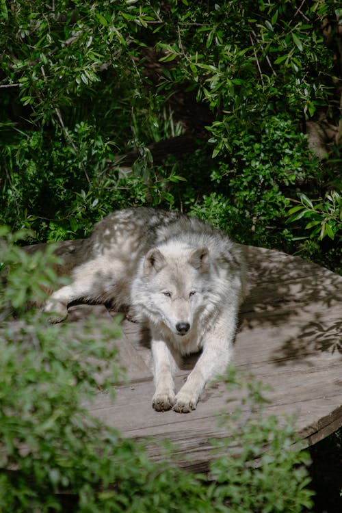 Free A wolf is laying on a wooden table in the woods Stock Photo