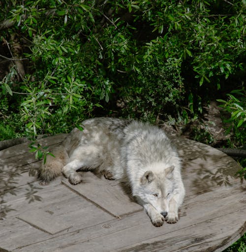 Free A wolf is sleeping on a wooden table in the shade Stock Photo