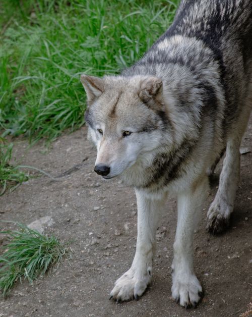 Free A striking wolfdog standing on a dirt path surrounded by grass, captured in natural light. Stock Photo