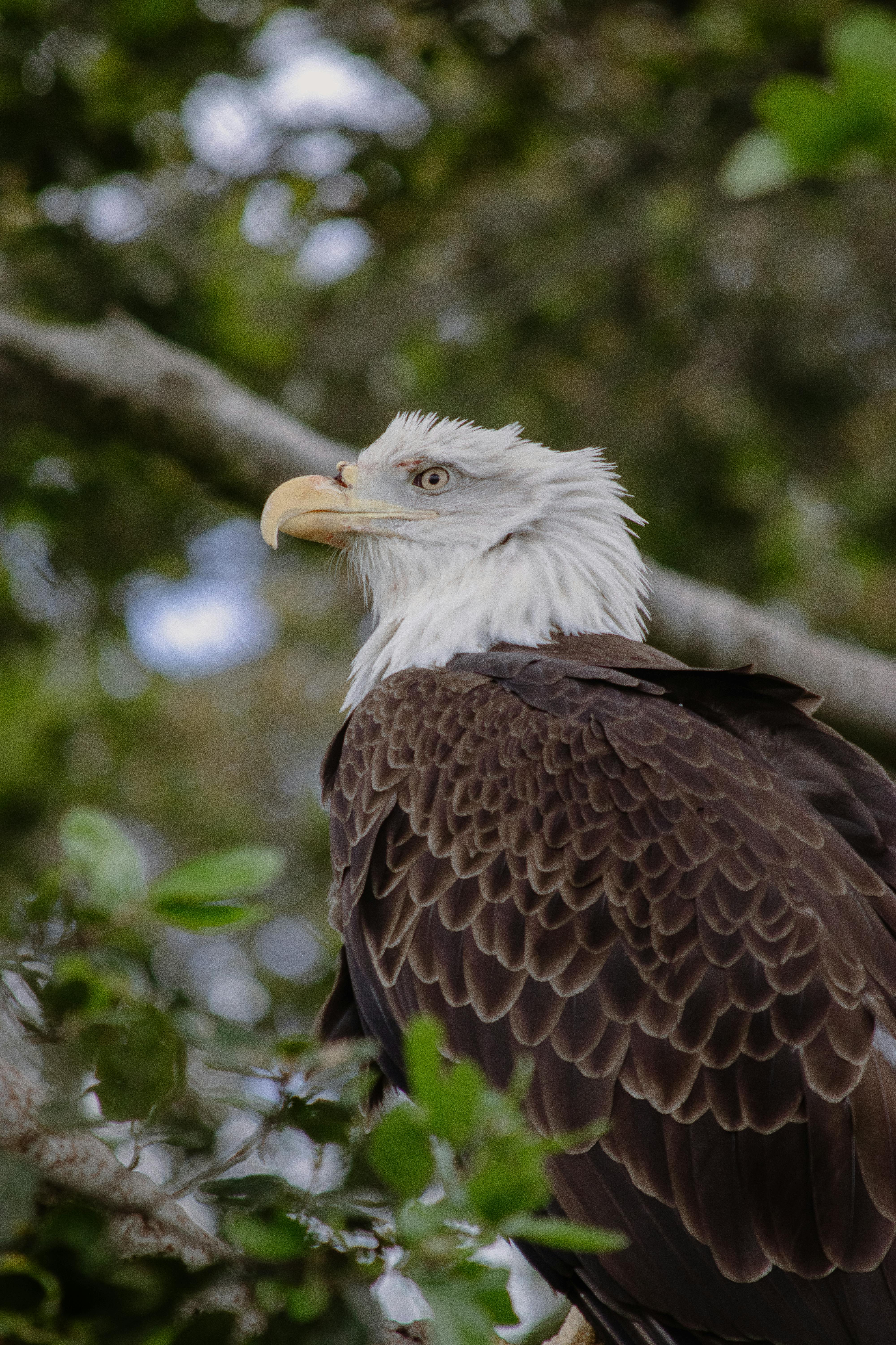 免費 haliaeetus leucocephalus, 佳能, 冷靜 的 免費圖庫相片 圖庫相片