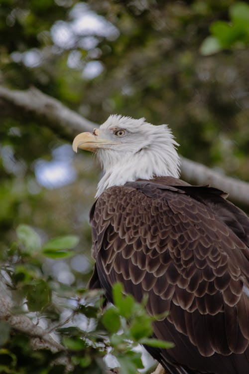 Бесплатное стоковое фото с Белоголовый орлан, дикая природа, дикий
