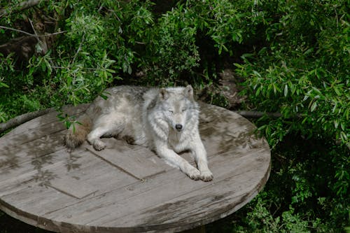 Free A wolf laying on a wooden table in the shade Stock Photo