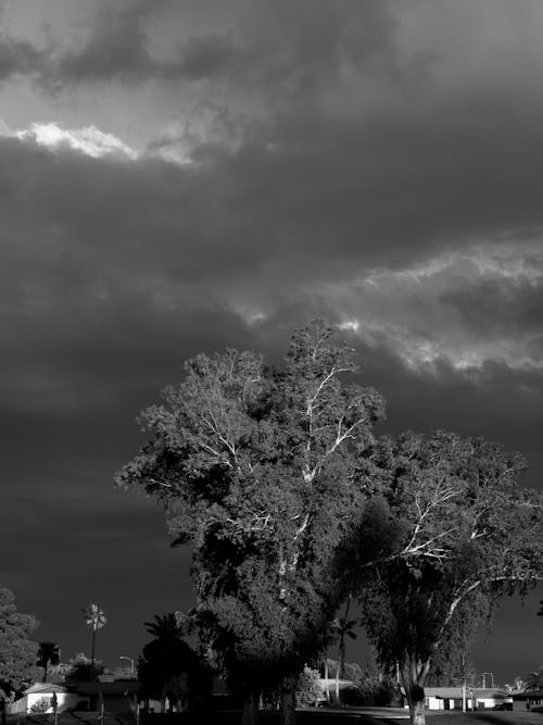グレースケール, タウン, ヤシの木の無料の写真素材