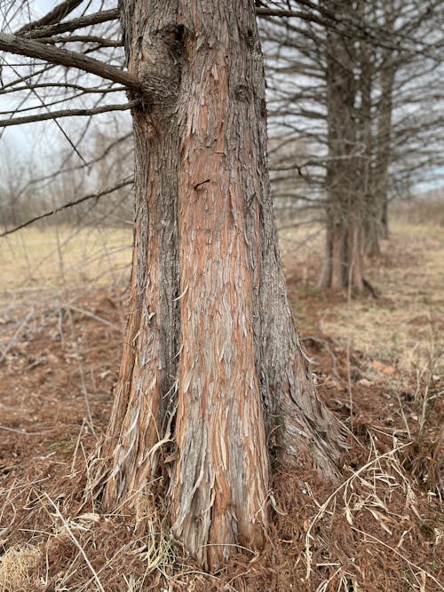 Darmowe zdjęcie z galerii z gołe gałęzie, kora drzewa