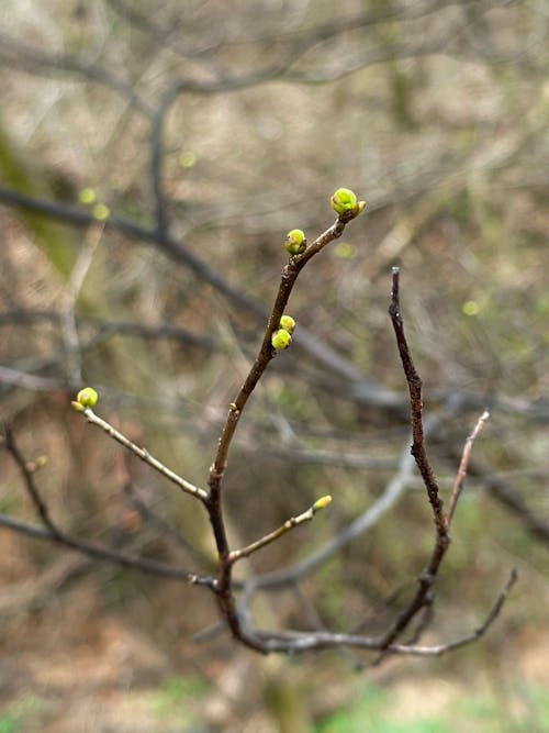 Kostenloses Stock Foto zu frühling, knospe, wald