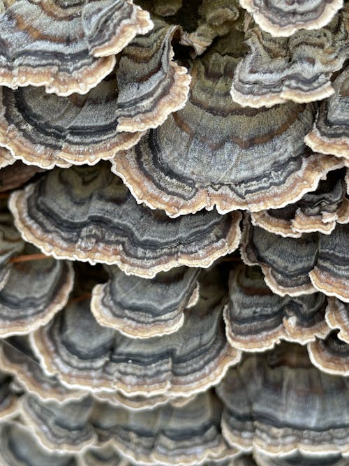 Ilmainen kuvapankkikuva tunnisteilla sienet