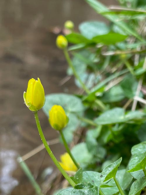 Free stock photo of spring, stream, yellow flowers