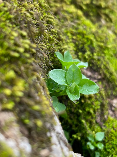 Free stock photo of green moss, leaves, spring