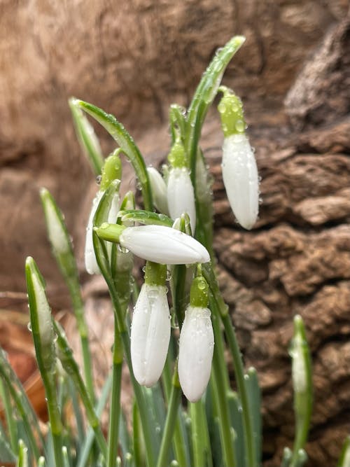 Imagine de stoc gratuită din flori albe, ghiocei, picaturi de ploaie
