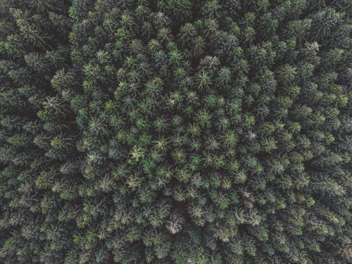 Free Aerial Shot Of Trees Stock Photo