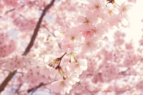 бесплатная Селективный фокус фотографии розовых цветов сакуры Стоковое фото