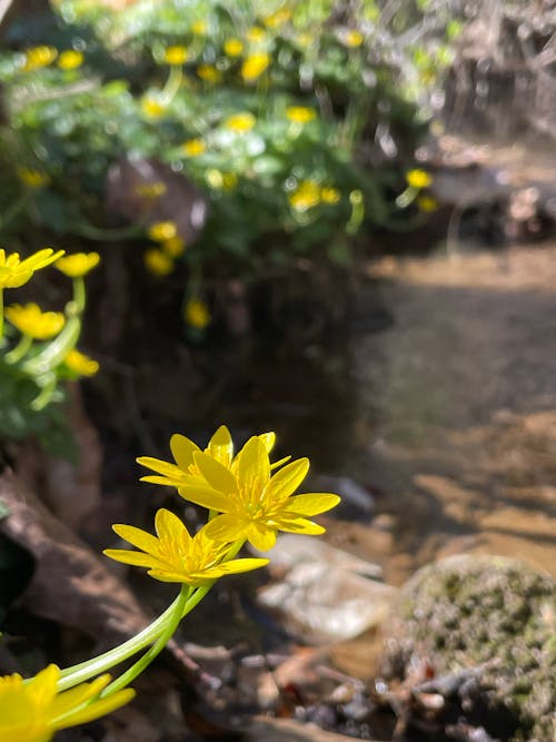 คลังภาพถ่ายฟรี ของ กระแสน้ำ, ดอกสีเหลือง, ป่า