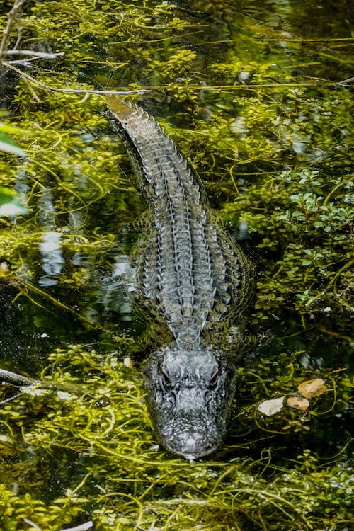 бесплатная Неглубокий фокус фото крокодила на водоеме Стоковое фото